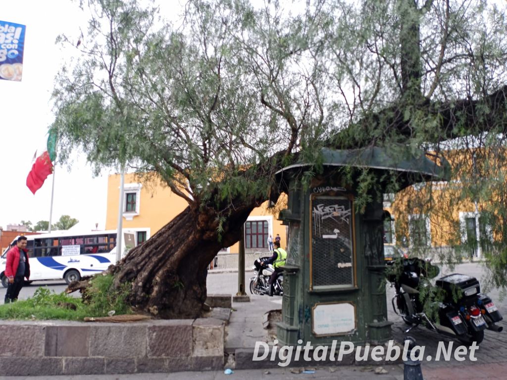 Colapsa árbol ubicado enfrente de casa Aguayo