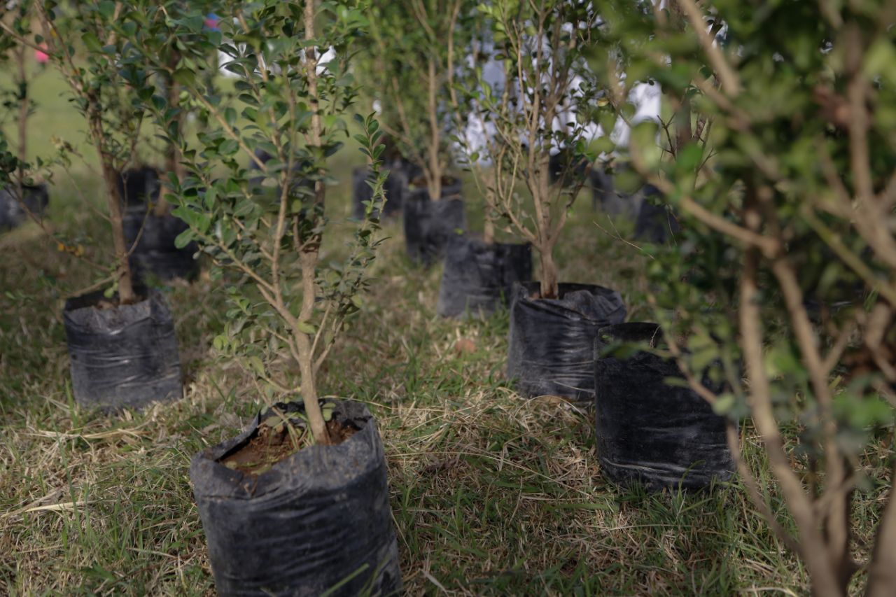 Arranca campaña de reforestación en San Andrés Cholula