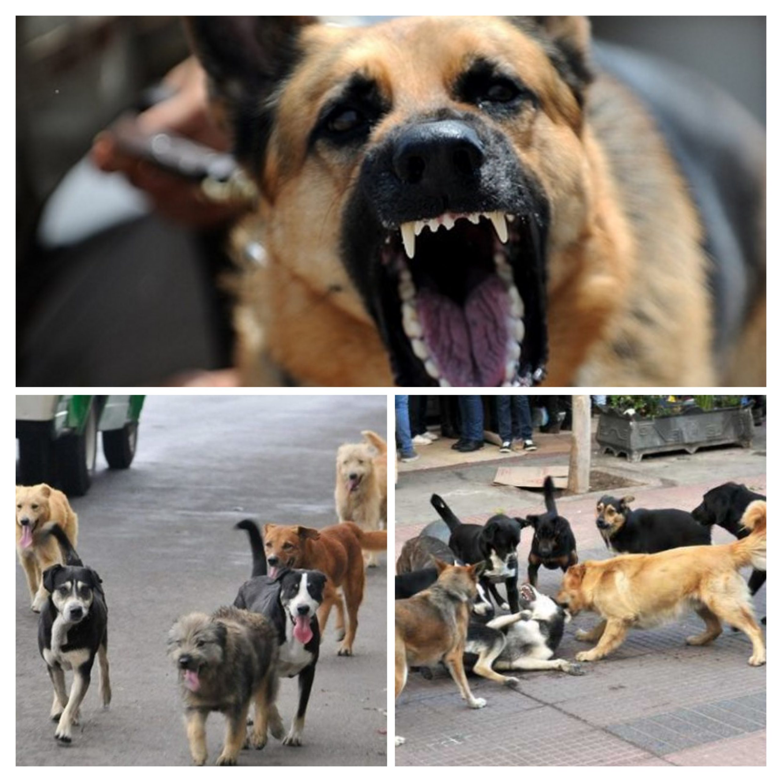 Jauría de perros callejeros atacan al norte de la ciudad de Puebla