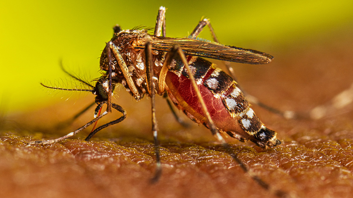 Reportan primera muerte por dengue en San Gabriel Chilac