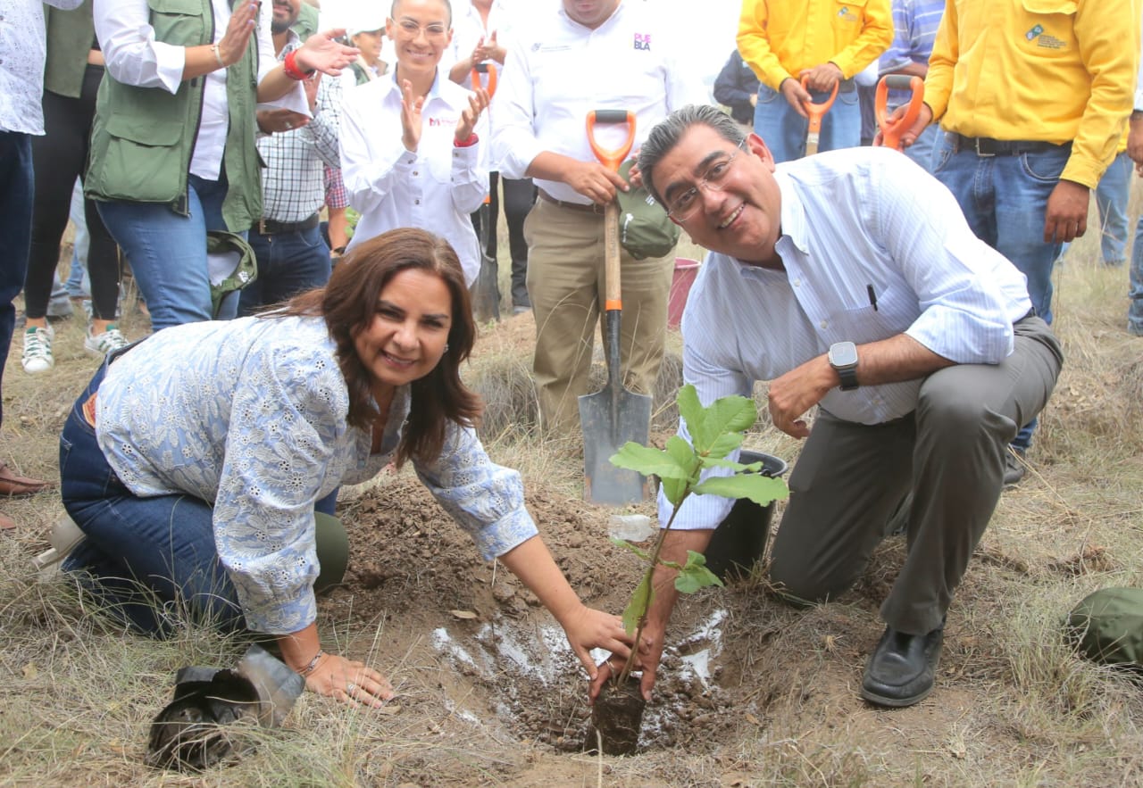 Sembrarán 9 millones de plantas en programa de reforestación: Sergio Salomón