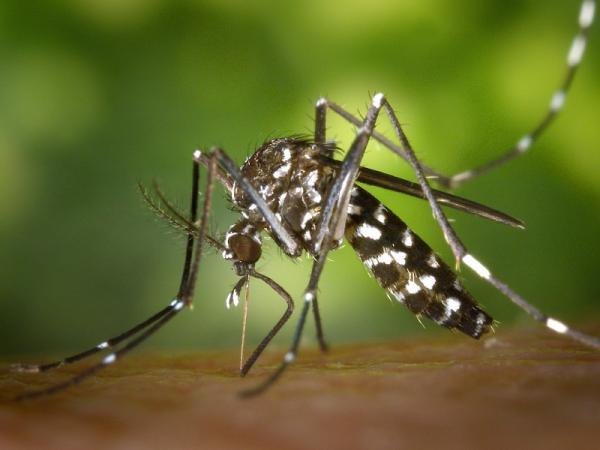 Puebla acumula mil 208 casos de dengue: Salud