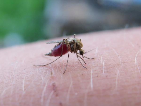 Reporta Salud 2 mil 942 casos de dengue