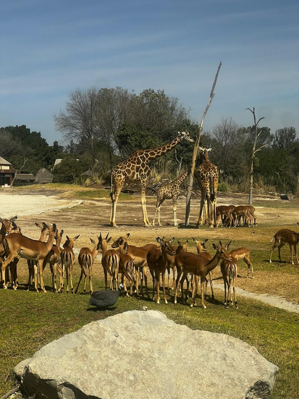 Llevan a niñas y niños atlixquenses a conocer a la jirafa Benito