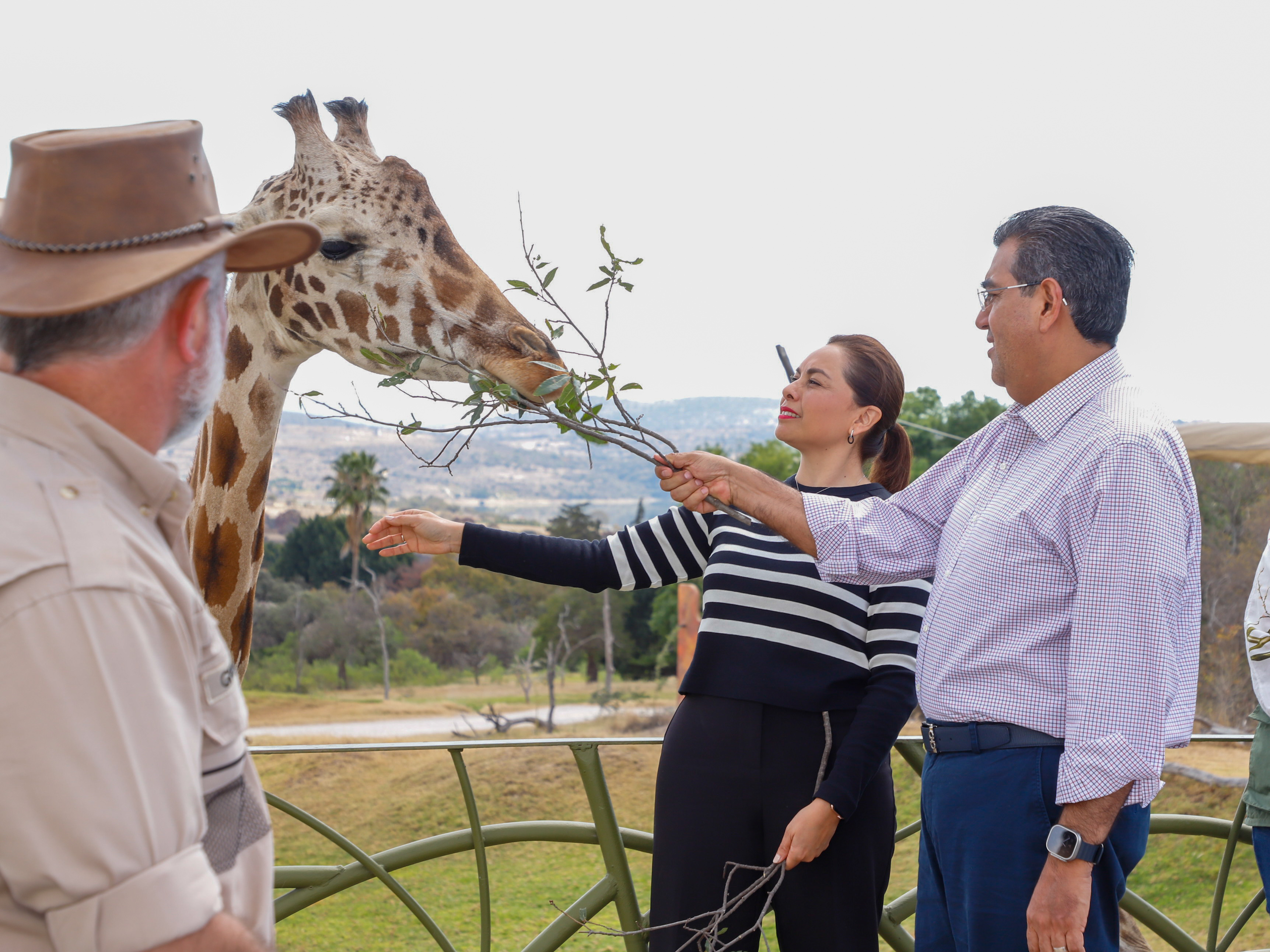 Puebla, da bienvenida a jirafa “Benito”; gobierno estatal respalda causas animalistas, destaca Sergio Salomón