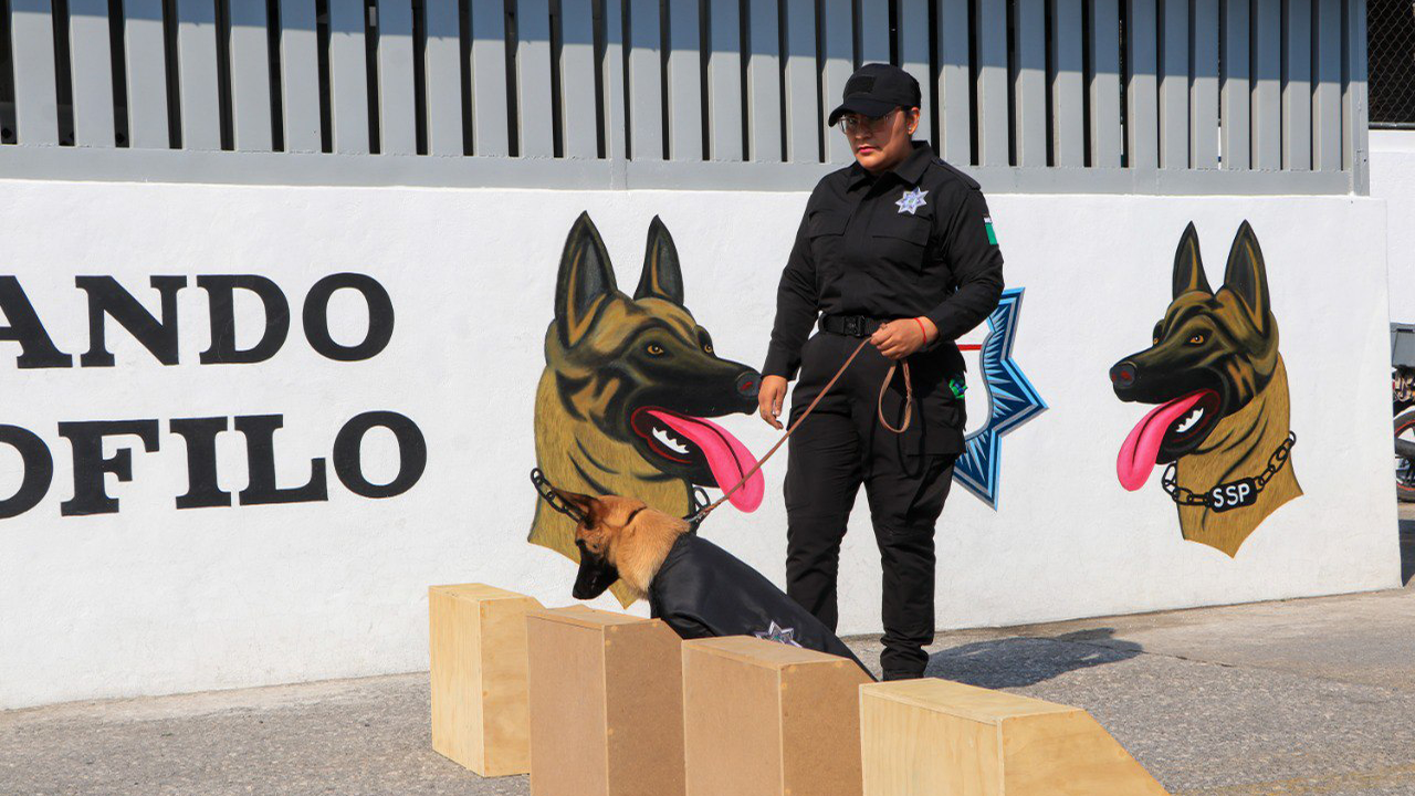 Cuatro ejemplares caninos obtienen certificación internacional