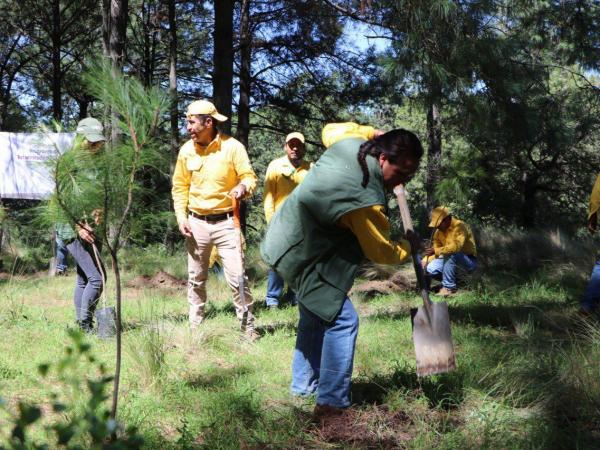 Destinará gobierno estatal 300 mil plantas a la Mixteca para reforestación