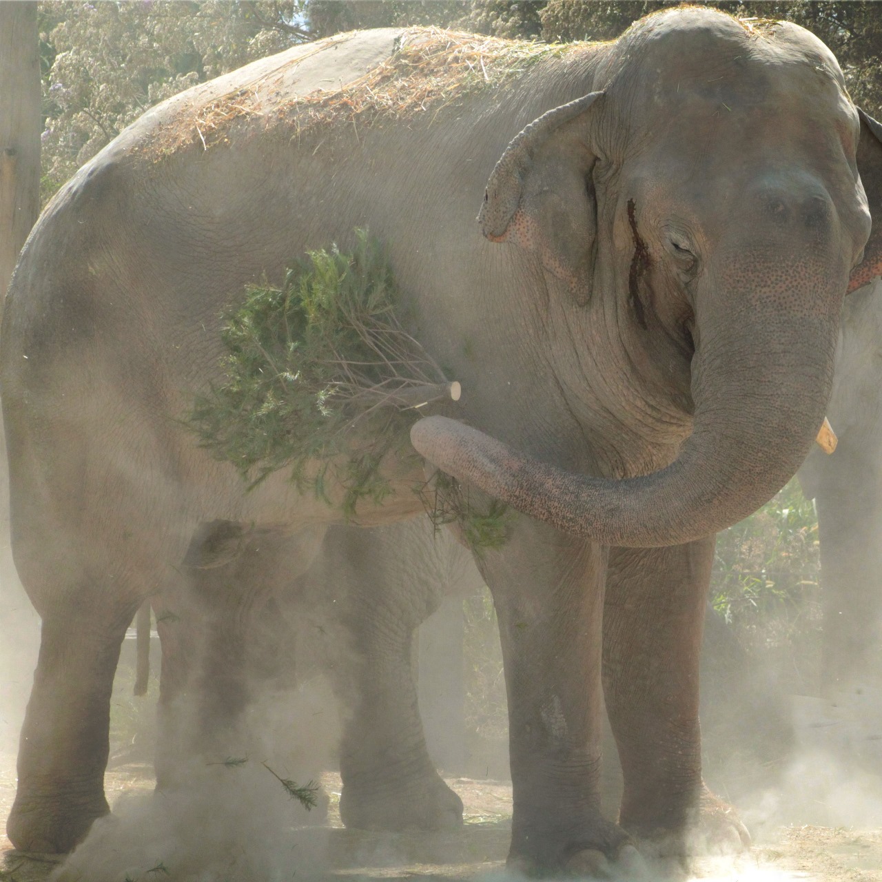 Aquí puedes llevar tu árbol y recibe un cupón 2×1 para visitar el Parque Africam Safari o Arboterra