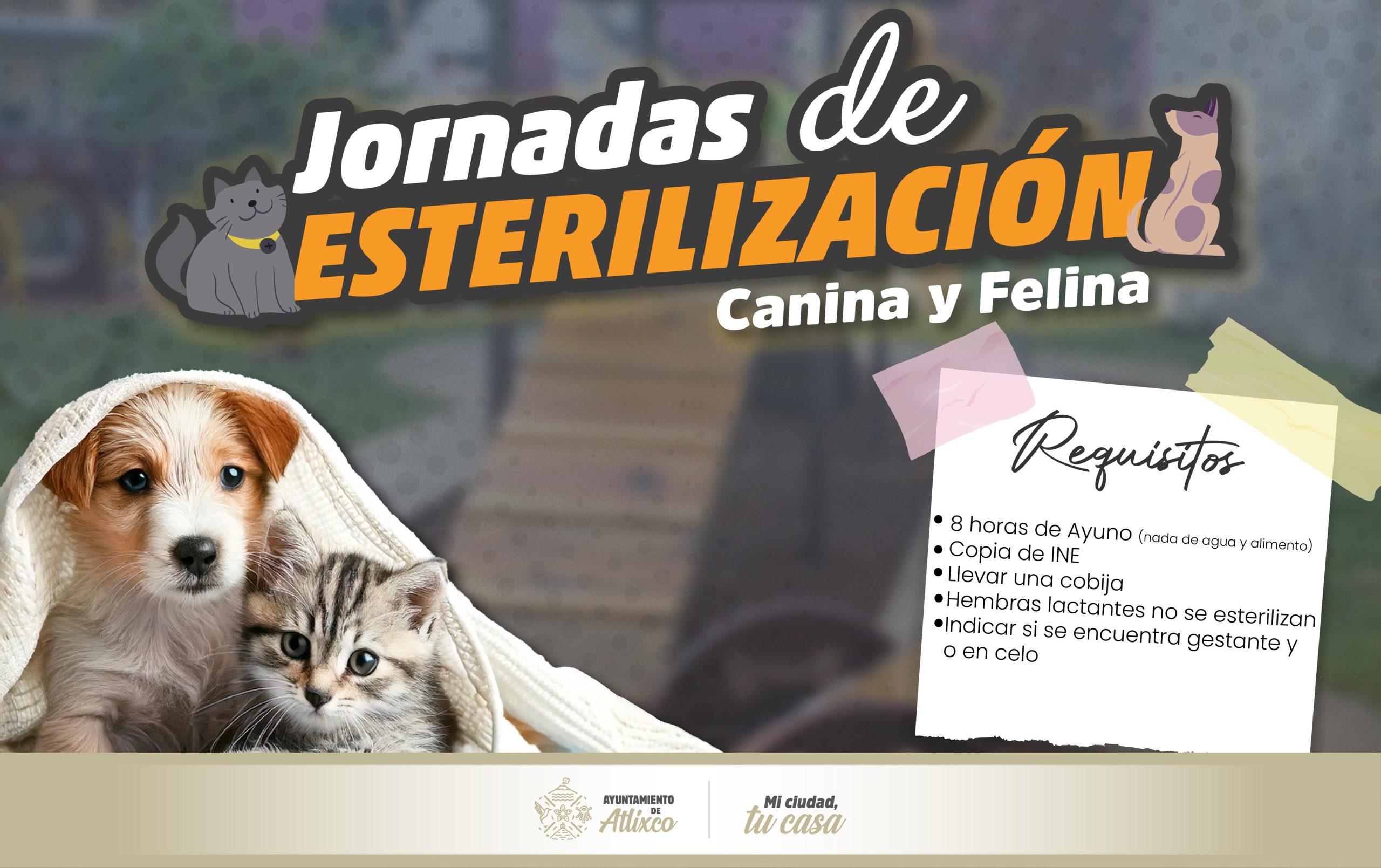 Ariadna Ayala impulsa cuidado de lomitos con Jornadas de Esterilización en Atlixco