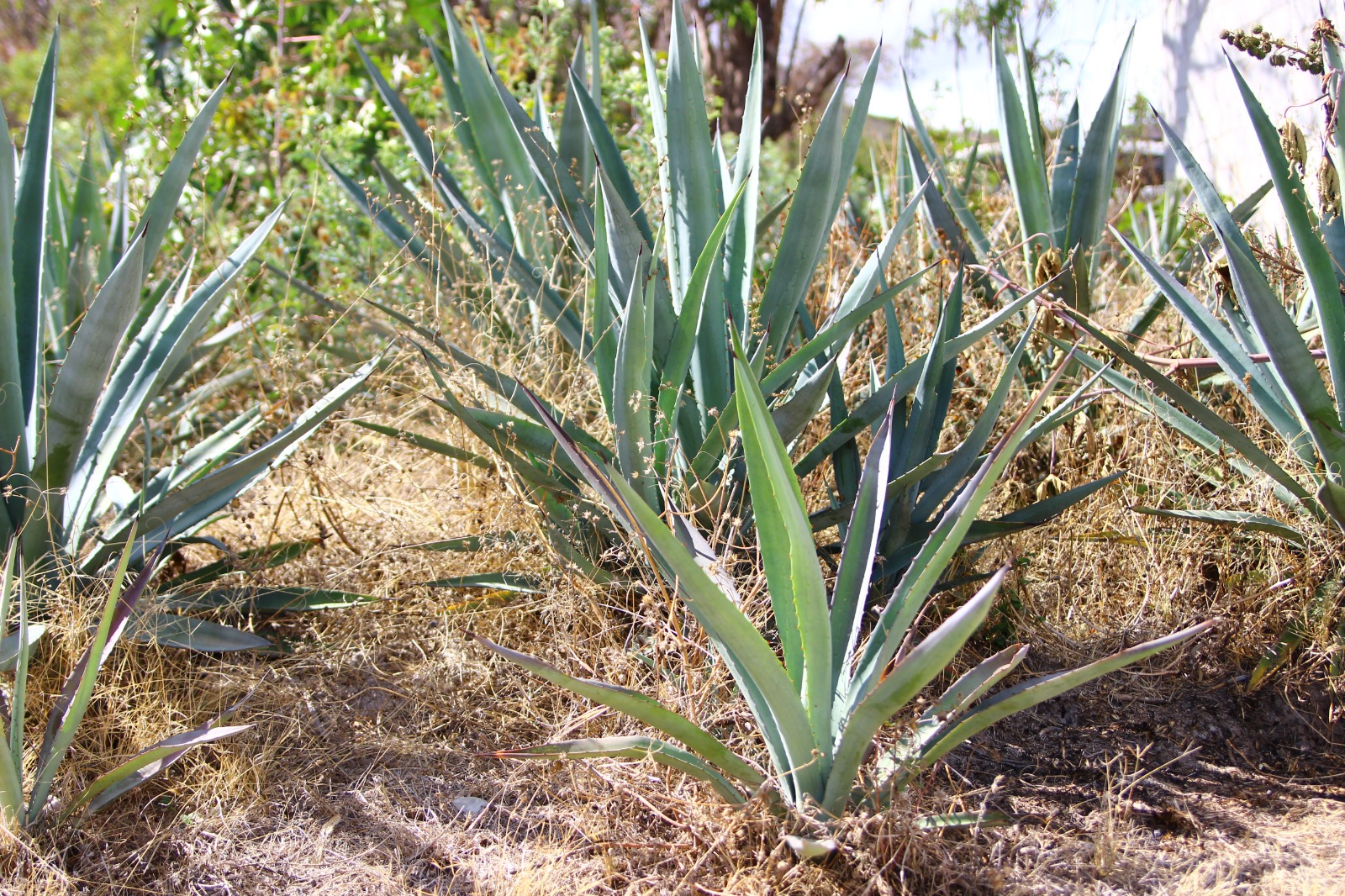 Impulsa Gobierno de la Ciudad tradición mezcalera con asesoría a productores