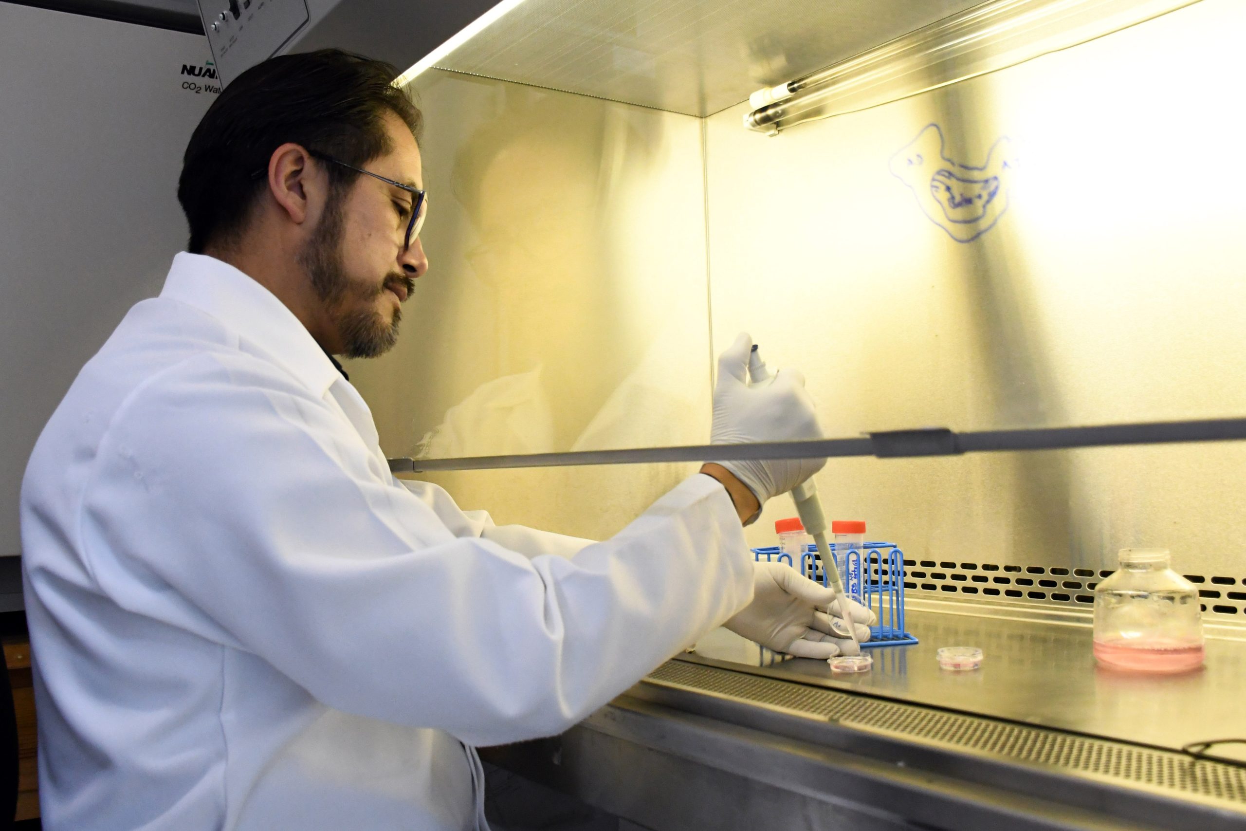 En el Instituto de Fisiología reside uno de los pocos grupos del país que estudia la relación estructura-función en las células cardiacas En el Instituto de Fisiología reside uno de los pocos grupos del país que estudia la relación estructura-función en las células cardiacas