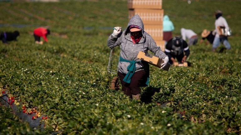 Trump promete nuevo decreto migratorio para proteger a trabajadores agrícolas y hoteleros
