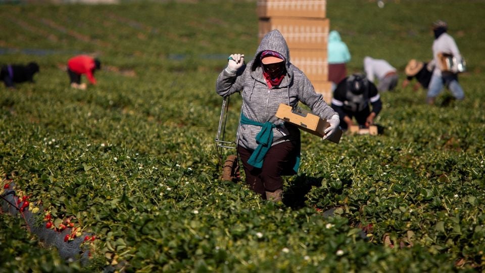 Trump promete nuevo decreto migratorio para proteger a trabajadores agrícolas y hoteleros Trump promete nuevo decreto migratorio para proteger a trabajadores agrícolas y hoteleros