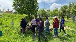 Reforestación con más de 964 árboles plantados