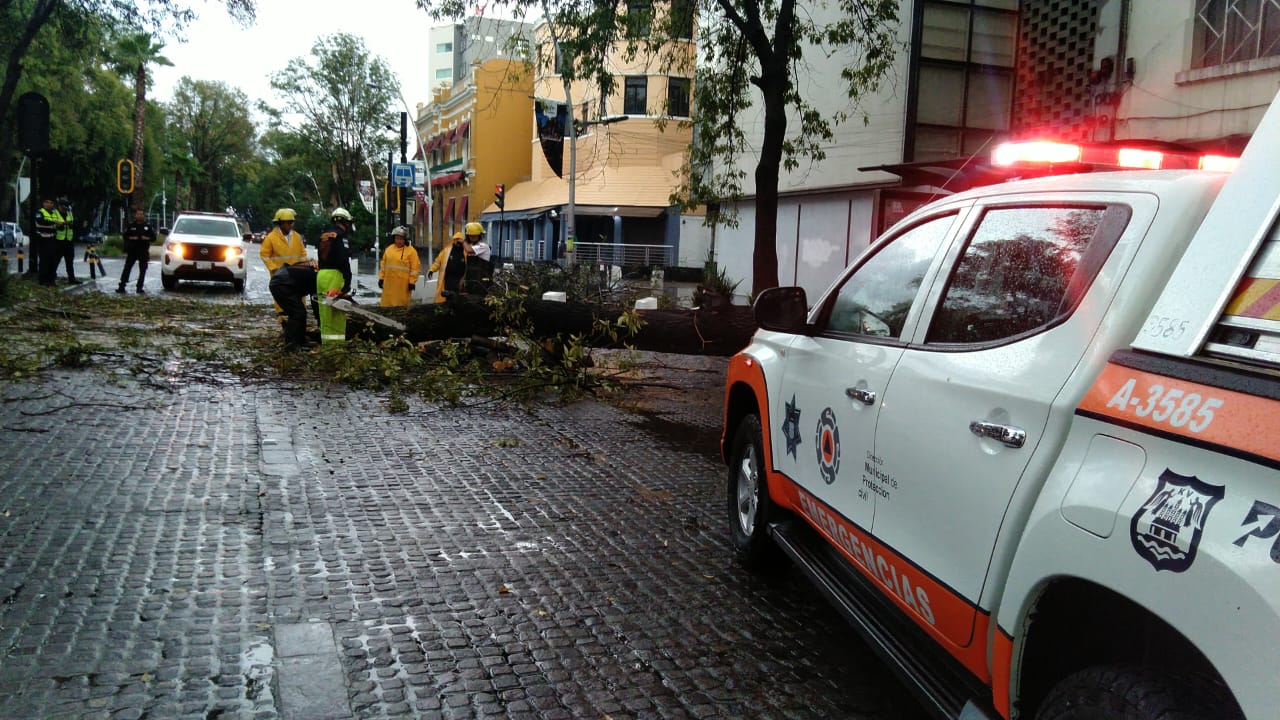 Cae árbol en la Juárez Cae árbol en la Juárez