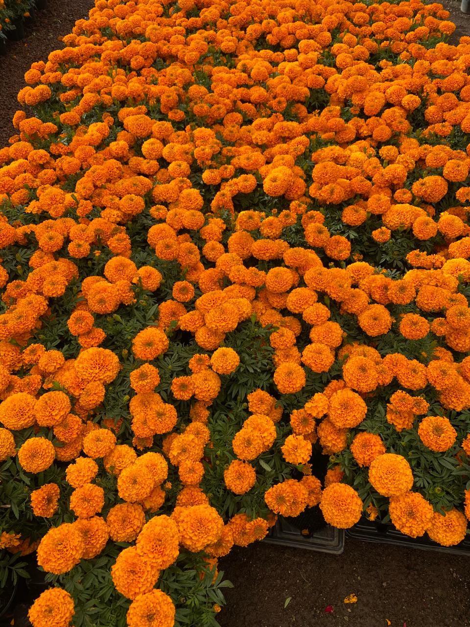 Puebla líder en producción de cempasúchil y terciopelo; concentra el 72% nacional