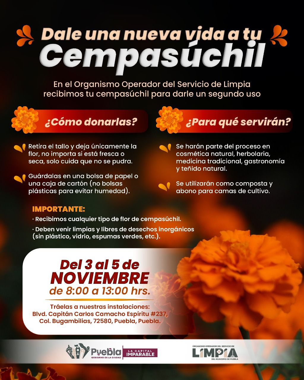 Dale una segunda vida a tu cempasúchil