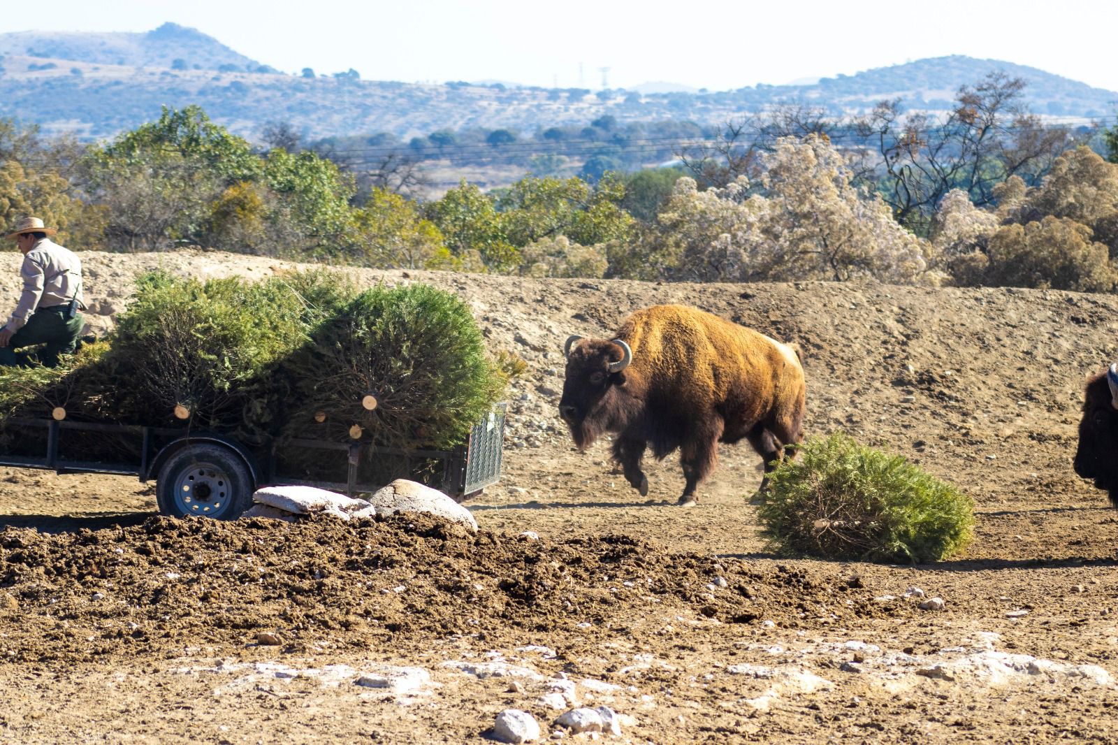 Recicla tu árbol de Navidad por un cupón 2×1 para Africam Safari o parque Arboterra Recicla tu árbol de Navidad por un cupón 2×1 para Africam Safari o parque Arboterra