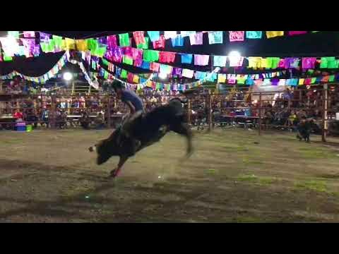 Se cancela Pamplonada y Jaripeo en Ocotepec, para proteger el bienestar animal Se cancela Pamplonada y Jaripeo en Ocotepec, para proteger el bienestar animal