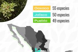 Trabaja BUAP para la conservación de encinos en México y América Central