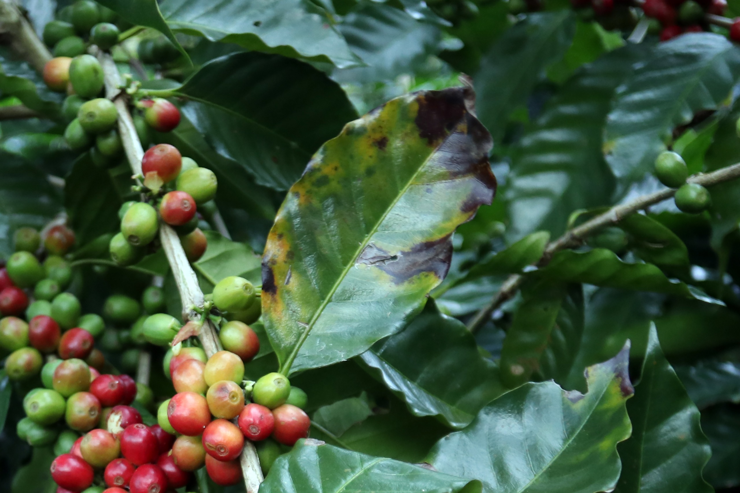 Gobierno de Puebla respalda a cafeticultores afectados en Zongozotla