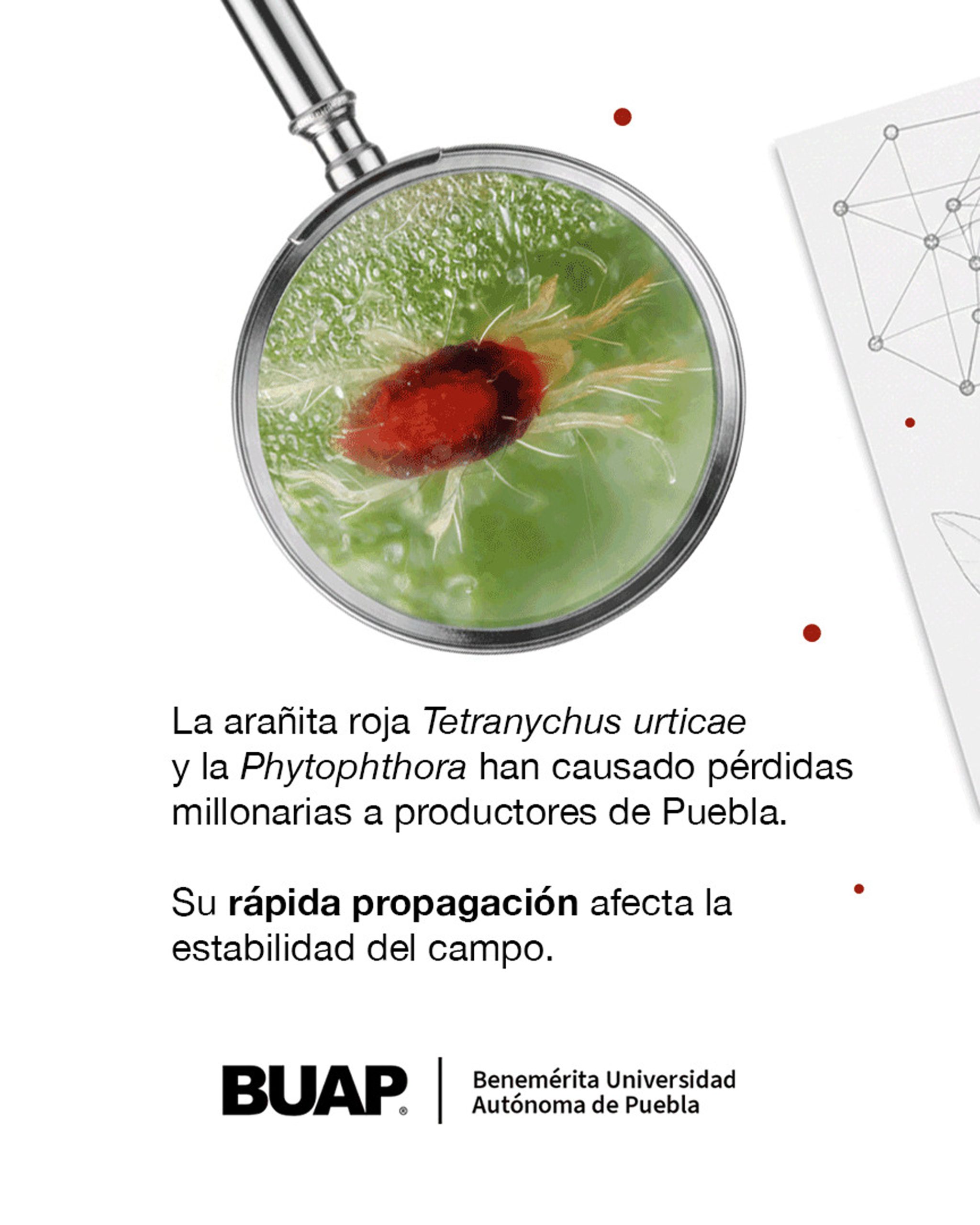 Proponen en la BUAP utilizar la Física para proteger cultivos prioritarios Proponen en la BUAP utilizar la Física para proteger cultivos prioritarios