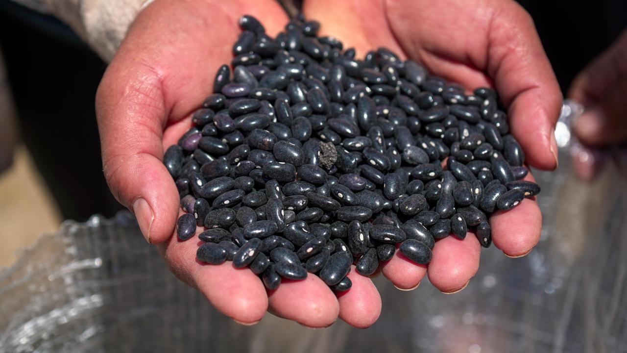 Inicia entrega de frijol negro para programas de Sistema Estatal DIF en Ixcaquixtla